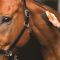 Horse Care & Supplies