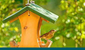 Build a DIY Bird Feeder