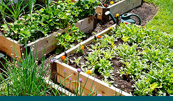 Build a DIY Raised Garden Bed