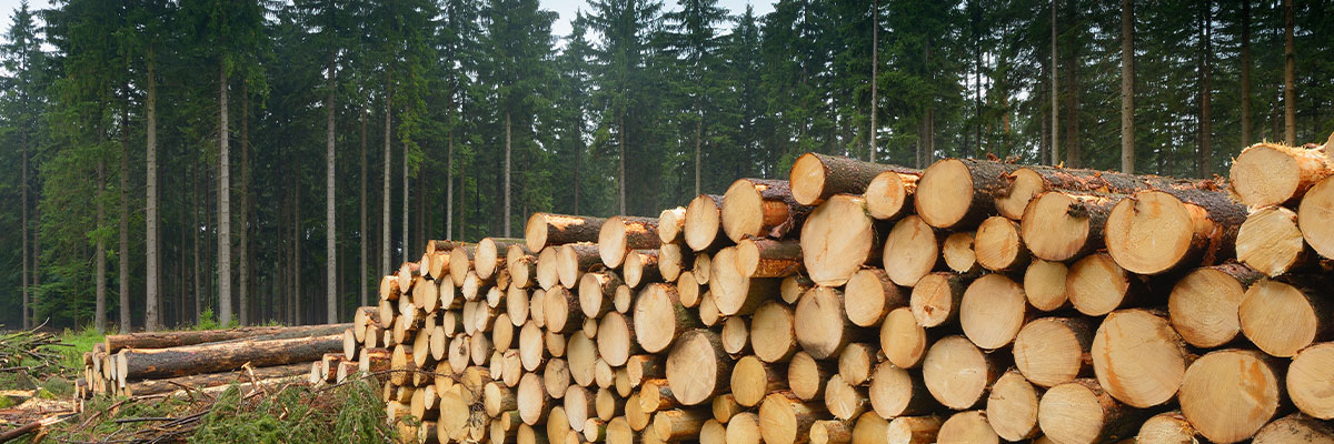 Hardwood-vs-Softwood_LP